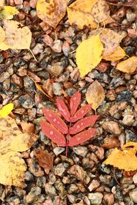 Preview wallpaper fallen leaves, leaves, stones, drops, macro, autumn