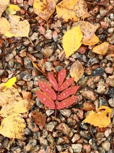 Preview wallpaper fallen leaves, leaves, stones, drops, macro, autumn