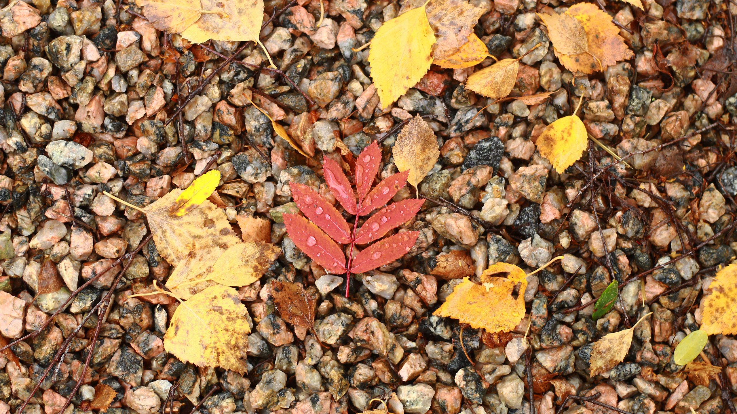 Leaf stone. Камень опавшая листва. Листья на камнях. Каменный лист. Листовой камень.