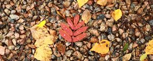 Preview wallpaper fallen leaves, leaves, stones, drops, macro, autumn