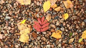Preview wallpaper fallen leaves, leaves, stones, drops, macro, autumn