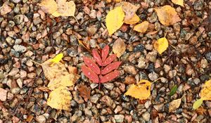 Preview wallpaper fallen leaves, leaves, stones, drops, macro, autumn