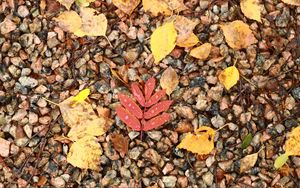 Preview wallpaper fallen leaves, leaves, stones, drops, macro, autumn