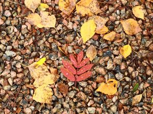 Preview wallpaper fallen leaves, leaves, stones, drops, macro, autumn