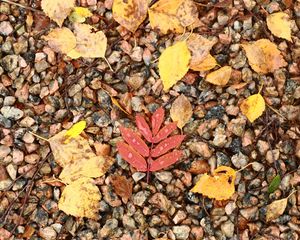 Preview wallpaper fallen leaves, leaves, stones, drops, macro, autumn