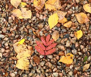 Preview wallpaper fallen leaves, leaves, stones, drops, macro, autumn