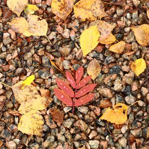 Preview wallpaper fallen leaves, leaves, stones, drops, macro, autumn