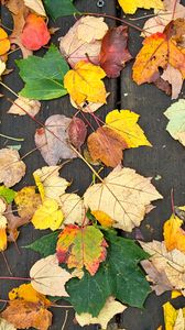 Preview wallpaper fallen leaves, leaves, tree, boards, autumn, macro