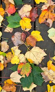 Preview wallpaper fallen leaves, leaves, tree, boards, autumn, macro