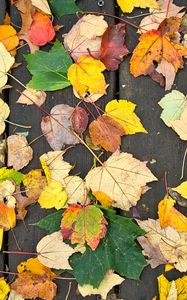 Preview wallpaper fallen leaves, leaves, tree, boards, autumn, macro