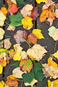 Preview wallpaper fallen leaves, leaves, tree, boards, autumn, macro