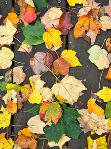 Preview wallpaper fallen leaves, leaves, tree, boards, autumn, macro