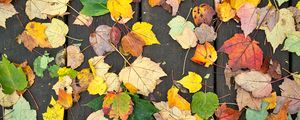 Preview wallpaper fallen leaves, leaves, tree, boards, autumn, macro