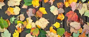 Preview wallpaper fallen leaves, leaves, tree, boards, autumn, macro