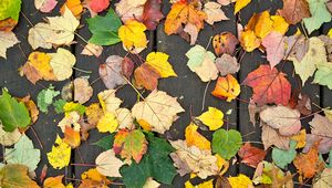 Preview wallpaper fallen leaves, leaves, tree, boards, autumn, macro