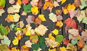 Preview wallpaper fallen leaves, leaves, tree, boards, autumn, macro