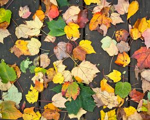 Preview wallpaper fallen leaves, leaves, tree, boards, autumn, macro