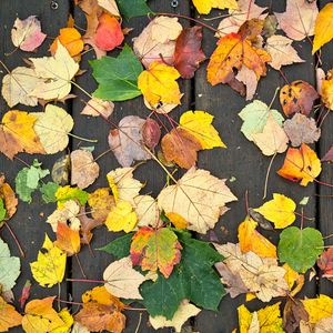 Preview wallpaper fallen leaves, leaves, tree, boards, autumn, macro