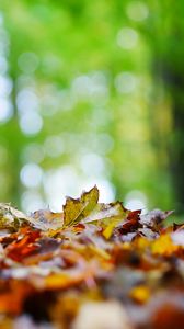 Preview wallpaper fallen leaves, leaves, trees, autumn, macro