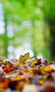 Preview wallpaper fallen leaves, leaves, trees, autumn, macro