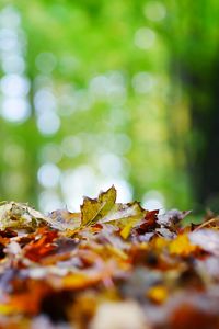 Preview wallpaper fallen leaves, leaves, trees, autumn, macro