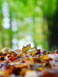 Preview wallpaper fallen leaves, leaves, trees, autumn, macro