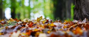 Preview wallpaper fallen leaves, leaves, trees, autumn, macro