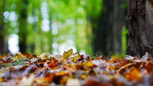 Preview wallpaper fallen leaves, leaves, trees, autumn, macro