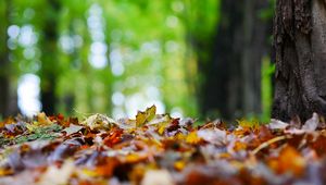 Preview wallpaper fallen leaves, leaves, trees, autumn, macro