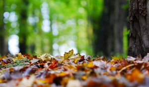 Preview wallpaper fallen leaves, leaves, trees, autumn, macro