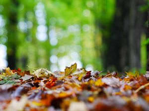 Preview wallpaper fallen leaves, leaves, trees, autumn, macro