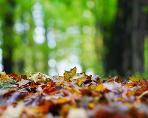 Preview wallpaper fallen leaves, leaves, trees, autumn, macro