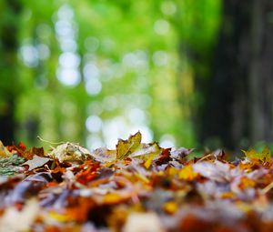 Preview wallpaper fallen leaves, leaves, trees, autumn, macro