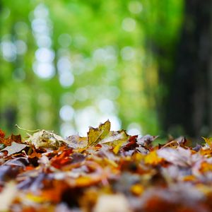 Preview wallpaper fallen leaves, leaves, trees, autumn, macro