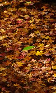 Preview wallpaper fallen leaves, leaves, water, autumn, macro