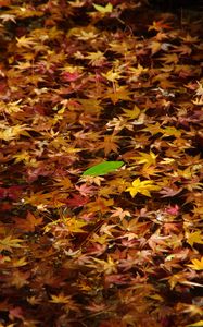 Preview wallpaper fallen leaves, leaves, water, autumn, macro