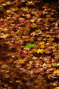 Preview wallpaper fallen leaves, leaves, water, autumn, macro