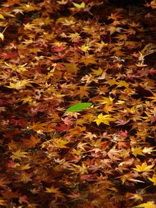 Preview wallpaper fallen leaves, leaves, water, autumn, macro