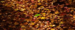 Preview wallpaper fallen leaves, leaves, water, autumn, macro