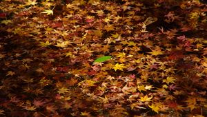 Preview wallpaper fallen leaves, leaves, water, autumn, macro