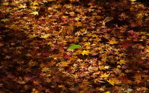 Preview wallpaper fallen leaves, leaves, water, autumn, macro