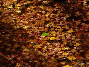 Preview wallpaper fallen leaves, leaves, water, autumn, macro