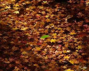 Preview wallpaper fallen leaves, leaves, water, autumn, macro