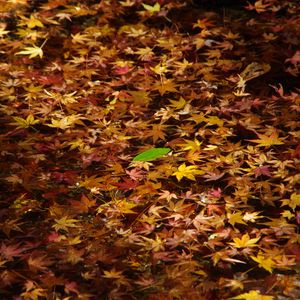 Preview wallpaper fallen leaves, leaves, water, autumn, macro