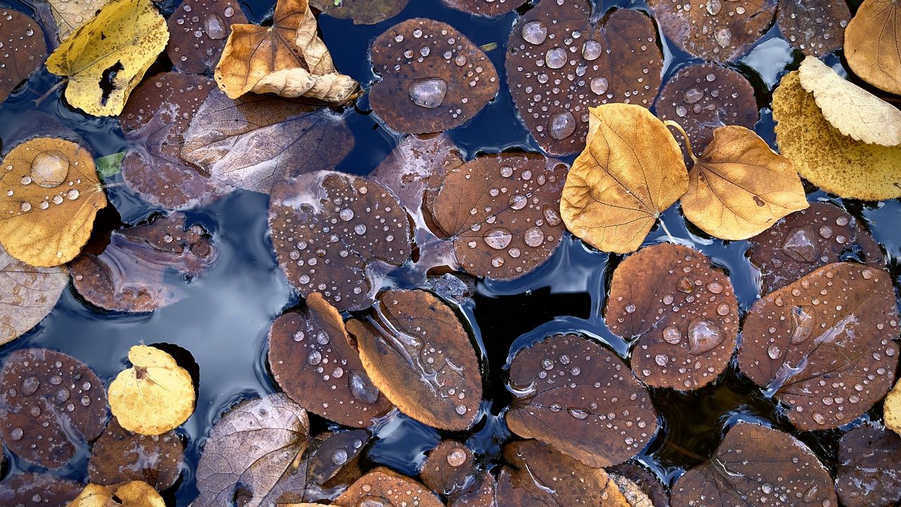 Wallpaper fallen leaves, leaves, water, drops, macro