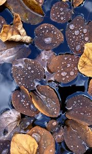 Preview wallpaper fallen leaves, leaves, water, drops, macro