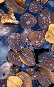 Preview wallpaper fallen leaves, leaves, water, drops, macro