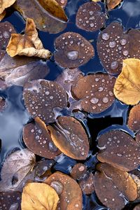 Preview wallpaper fallen leaves, leaves, water, drops, macro