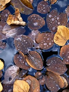 Preview wallpaper fallen leaves, leaves, water, drops, macro