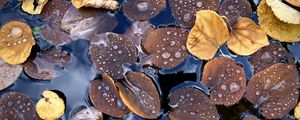 Preview wallpaper fallen leaves, leaves, water, drops, macro